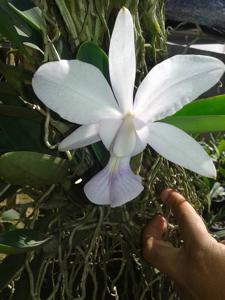 Cattleya walkeriana