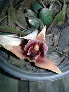 Maxillaria desvauxiana