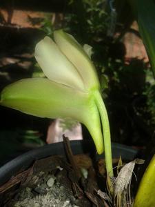 Bifrenaria inodora