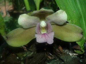 Bifrenaria inodora