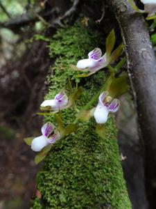 Sarcochilus australis