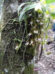 Sarcochilus australis