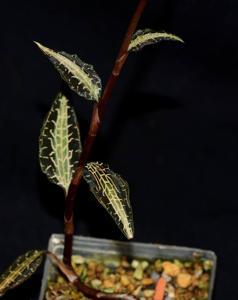 Goodyera pusilla