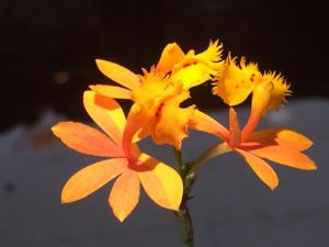 Epidendrum radicans