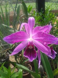 Cattleya purpurata