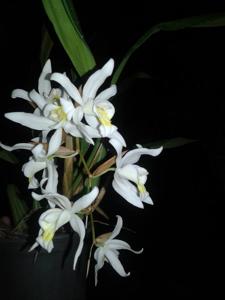 Coelogyne mossiae