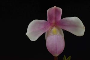 Phragmipedium andreettae