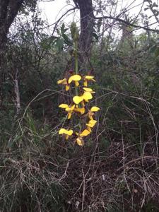 Eulophia streptopetala