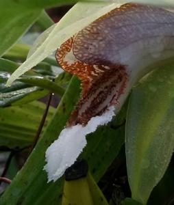 Coelogyne speciosa