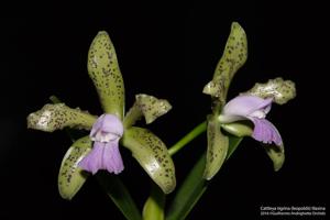 Cattleya tigrina