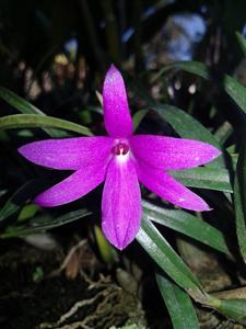 Isabelia violacea