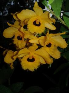 Dendrobium fimbriatum