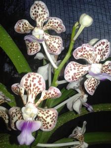 Vanda tricolor