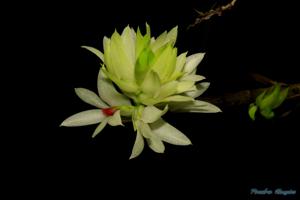 Dendrobium bracteosum