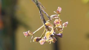 Epidendrum bifarium