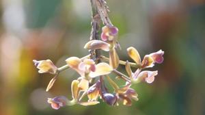 Epidendrum bifarium