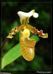 Paphiopedilum tranlienianum