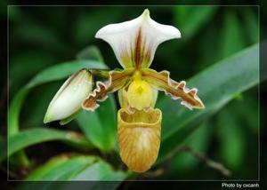 Paphiopedilum tranlienianum