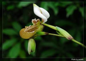 Paphiopedilum tranlienianum