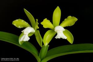 Cattleya tigrina