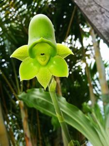 Catasetum fimbriatum