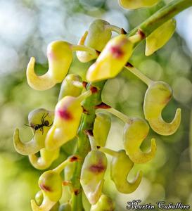 Aerides odorata