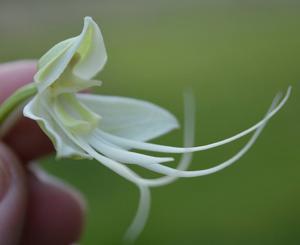 Habenaria gourlieana