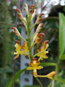 Micropera fuscolutea