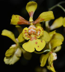 Grandiphyllum divaricatum