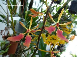 Renanthera vietnamensis