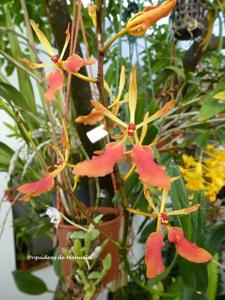 Renanthera vietnamensis