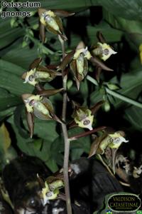 Catasetum gnomus