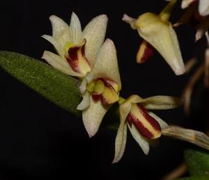 Dendrobium rigidum