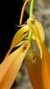 Bulbophyllum khaoyaiense