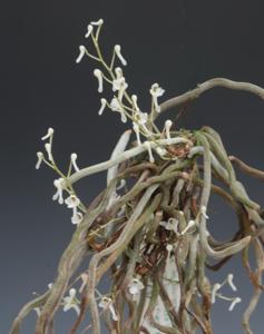 Microcoelia perrieri