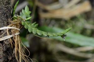Microsaccus griffithii
