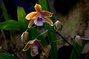 Miltonia candida