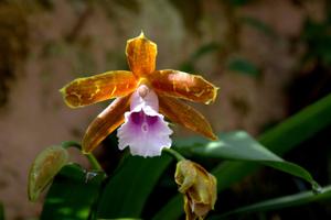 Miltonia candida