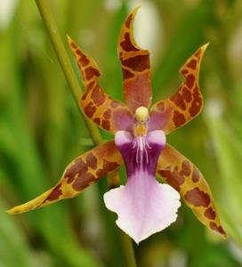 Miltonia clowesii