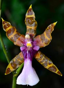 Miltonia clowesii