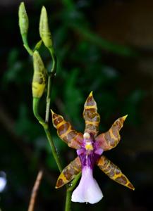 Miltonia clowesii