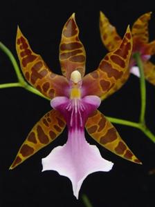 Miltonia clowesii