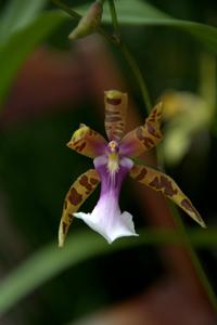 Miltonia clowesii