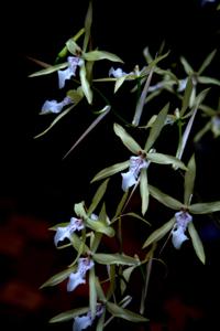 Miltonia flavescens