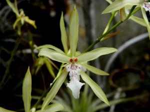 Miltonia flavescens