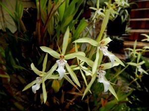 Miltonia flavescens