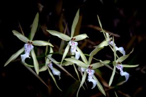 Miltonia flavescens