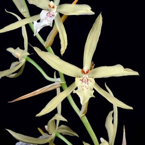 Miltonia flavescens