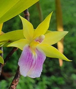 Miltonia regnellii