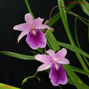 Miltonia regnellii